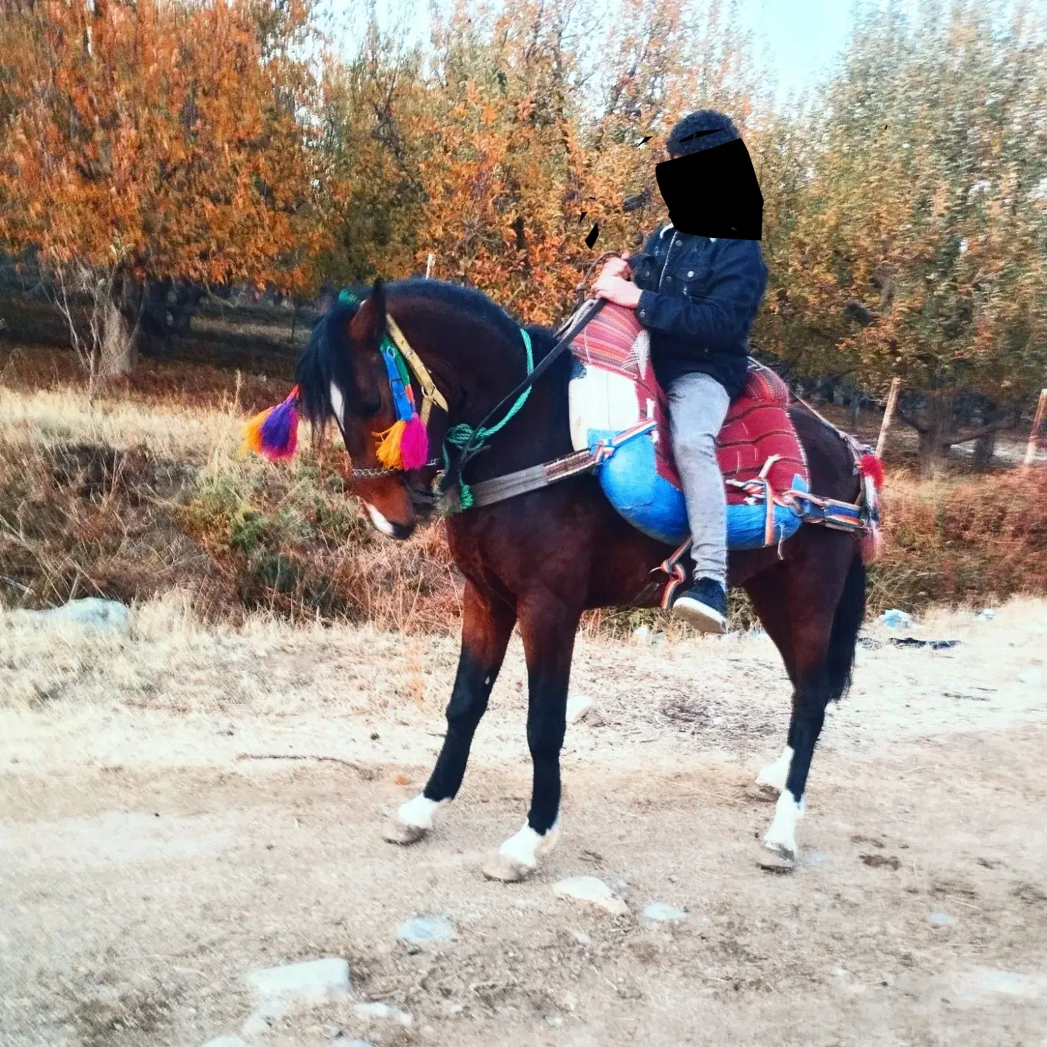 اسب نر|اسب و تجهیزات اسب‌سواری|اشنویه, |دیوار