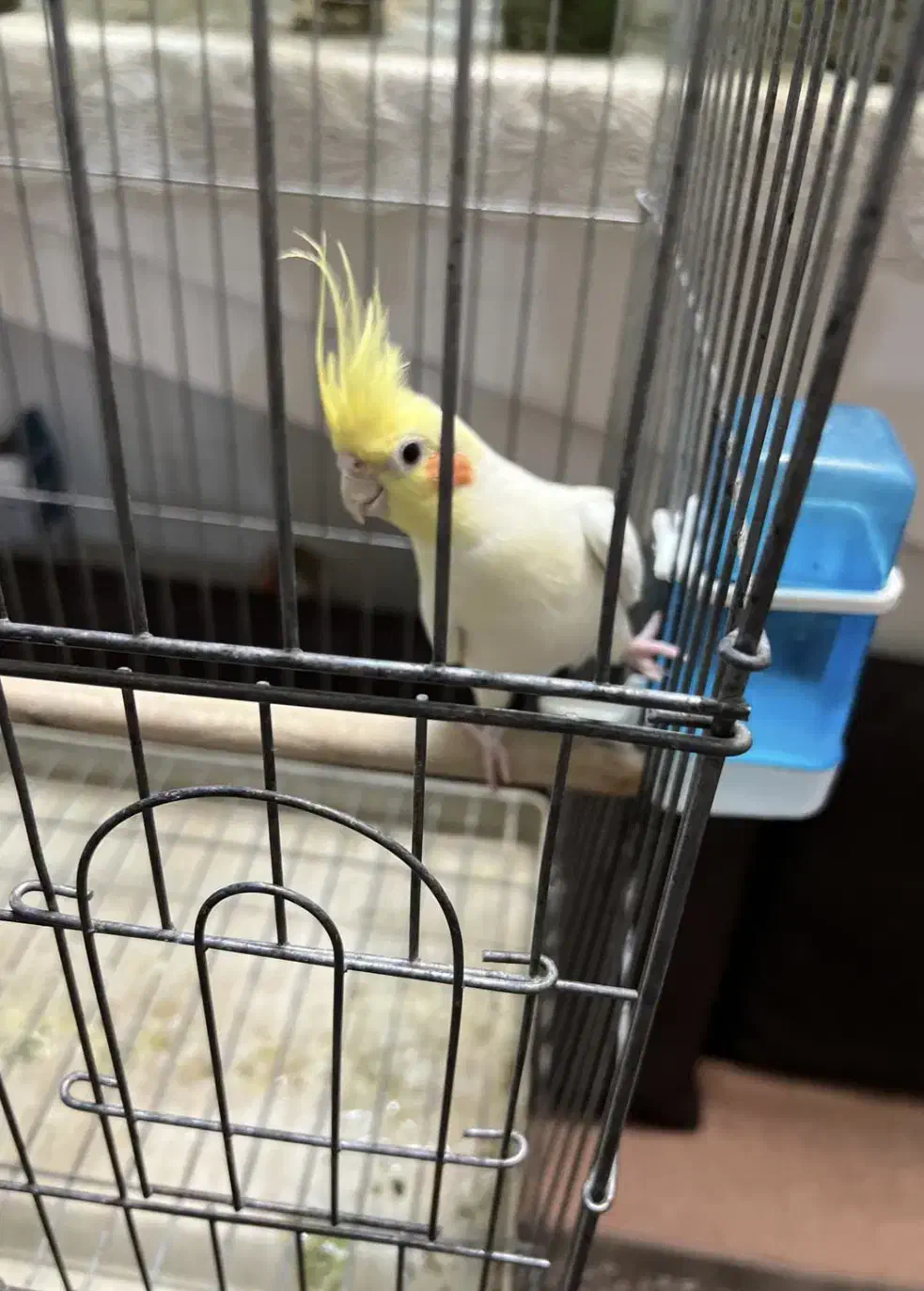 عروس هلندی مولد|پرنده|تهران, بازار|دیوار