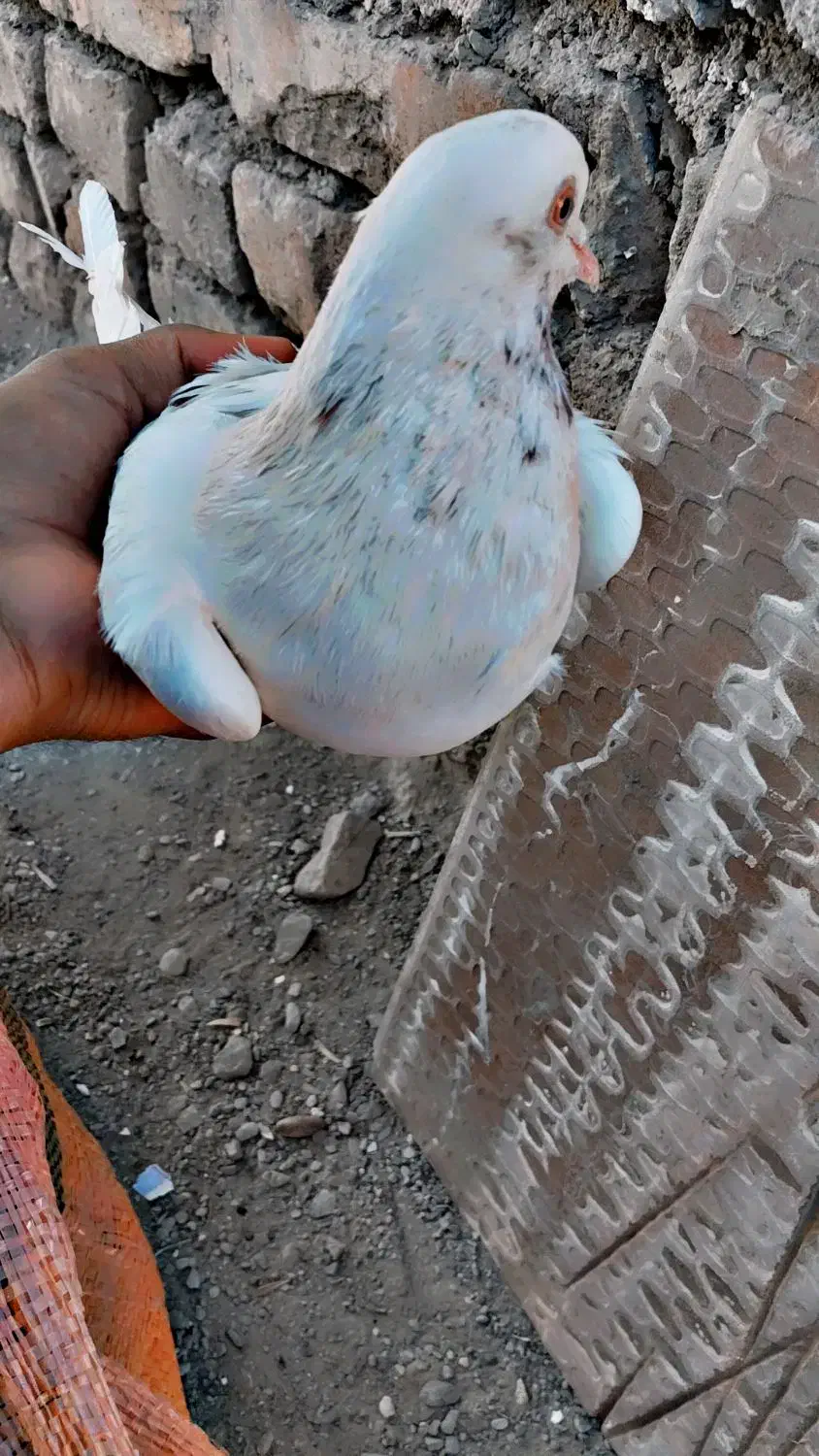 کبوتر|پرنده|سراوان, |دیوار