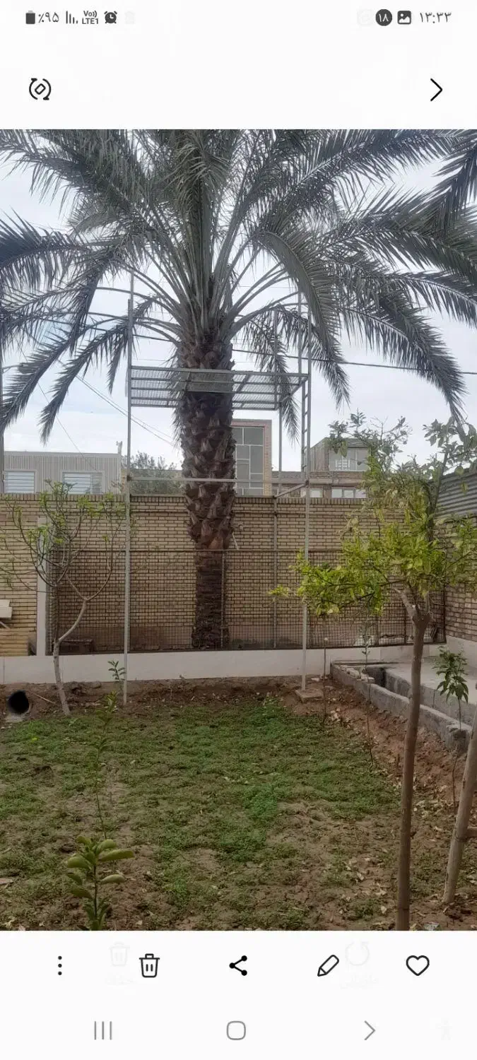 ساخت داربست برای درخت خرما|خدمات باغبانی و درختکاری|اردکان, |دیوار