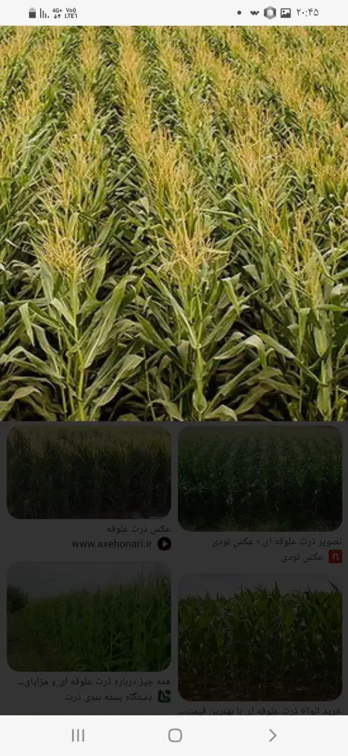 ذرت علوفه ای|عمده‌فروشی|اسفرورین, |دیوار