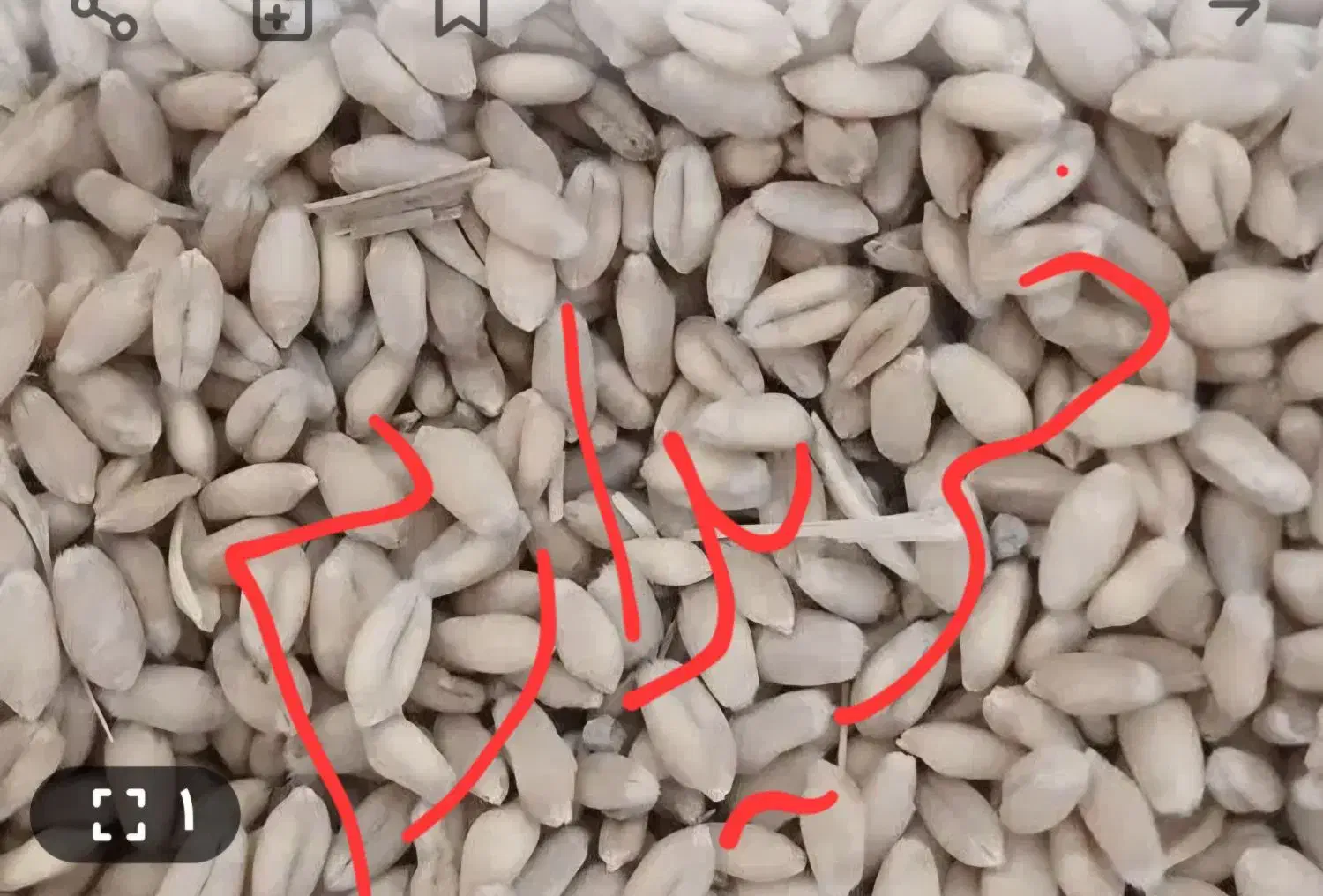 گندم دیم|خوردنی و آشامیدنی|اصفهان, مهدیه|دیوار