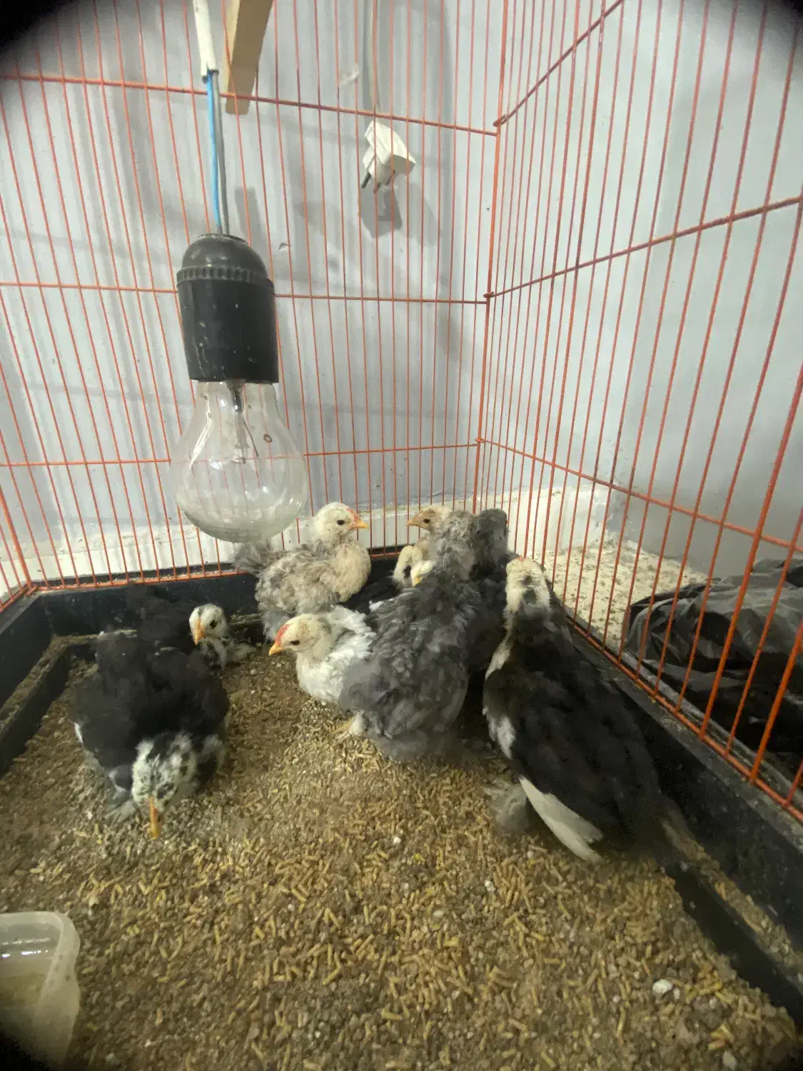 جوجه کوشین|حیوانات مزرعه|رشت, فخب|دیوار