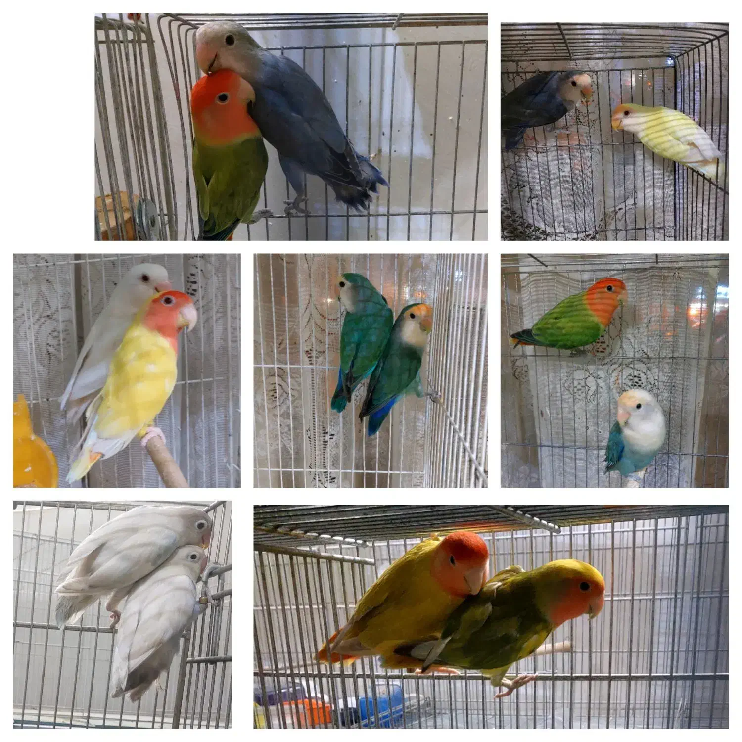 ۷جفت مولد با۴تاجوجه فوری تا۱۲شب|پرنده|اصفهان, شیخ اشراق|دیوار