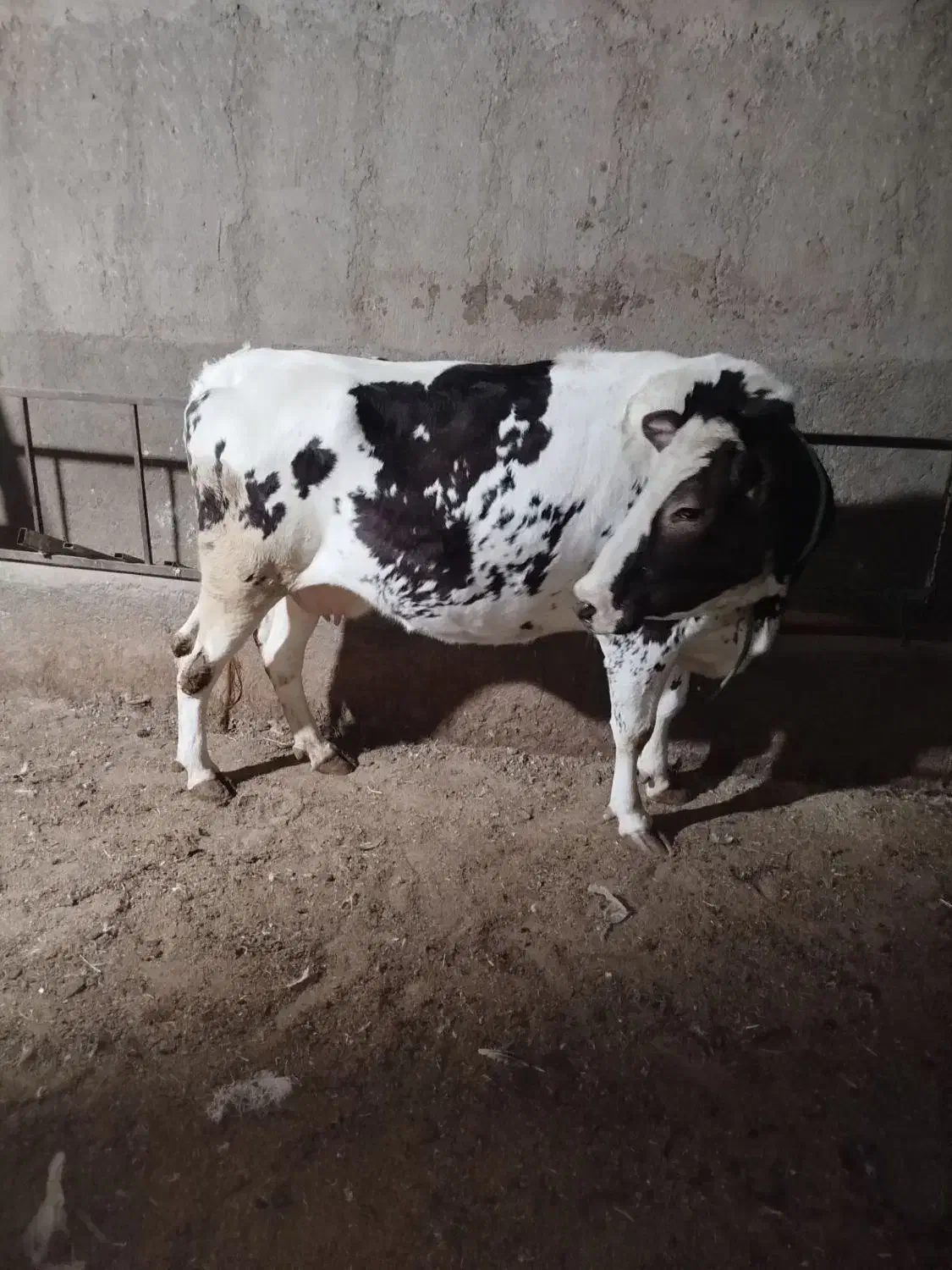 تلیسه شکم اول چاق درجه یک بی شکم|حیوانات مزرعه|تاکستان, |دیوار