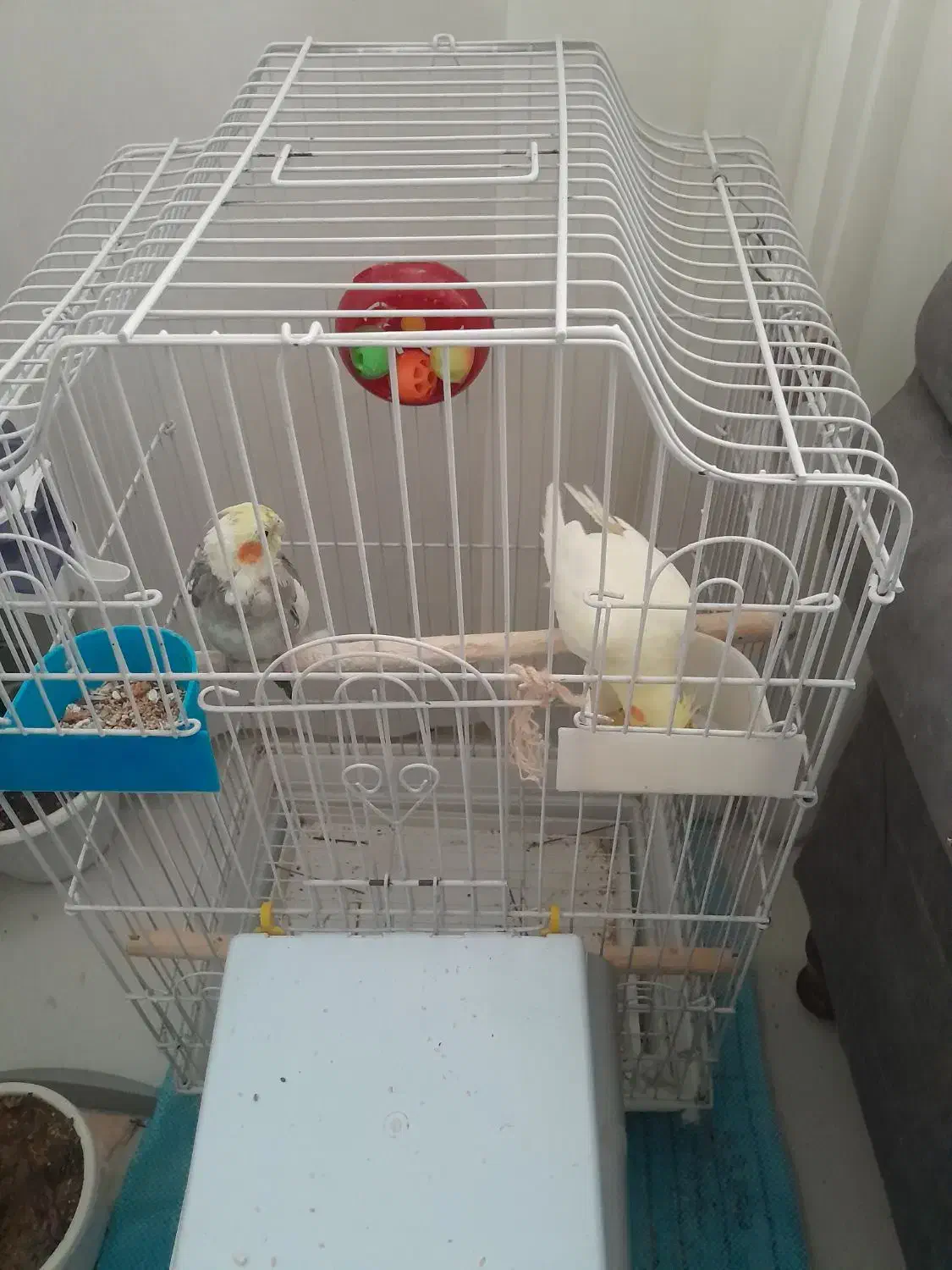 عروس هلندی نروماده|پرنده|بیرجند, |دیوار