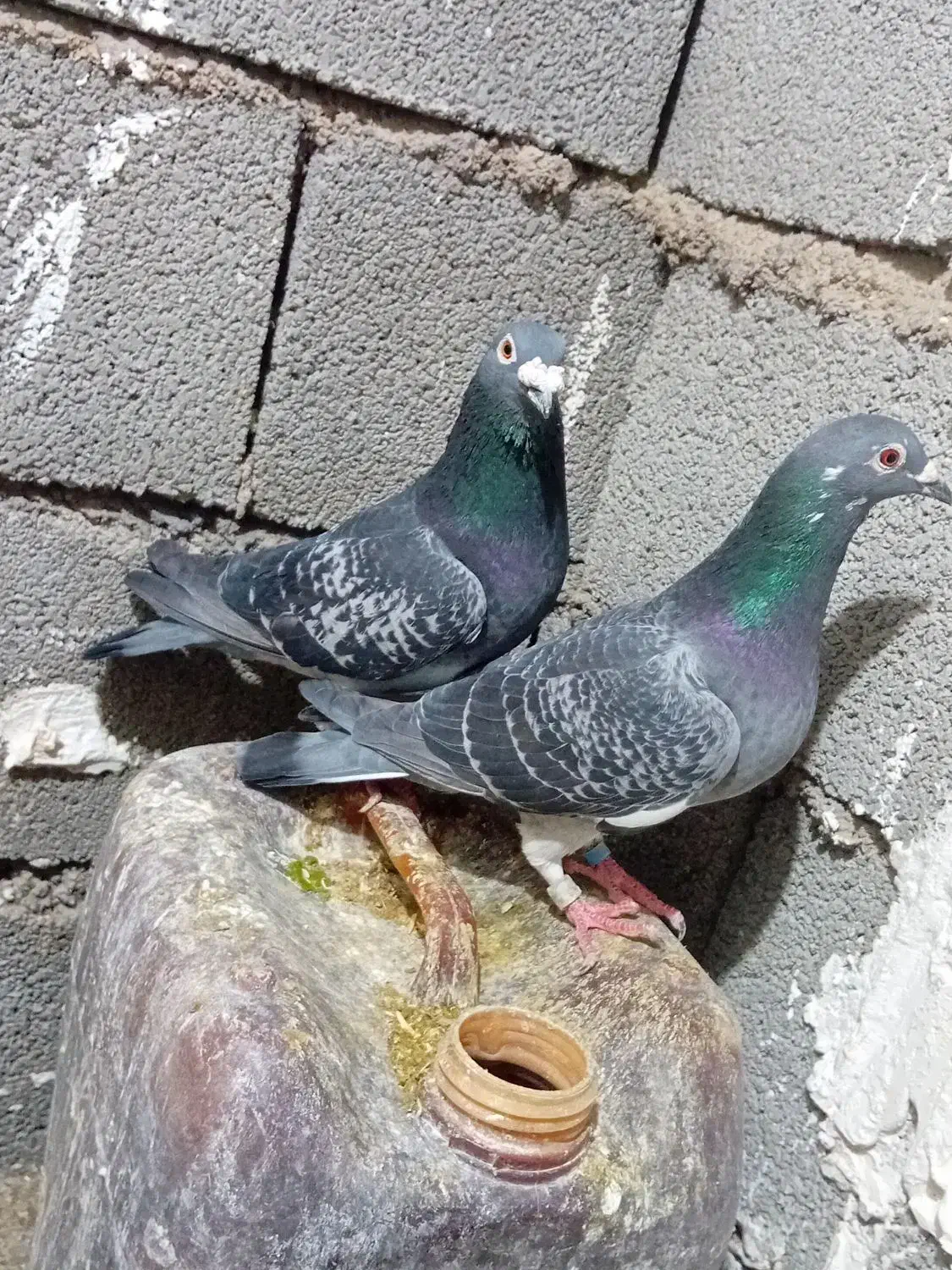 کفتر|پرنده|ماهیدشت, |دیوار