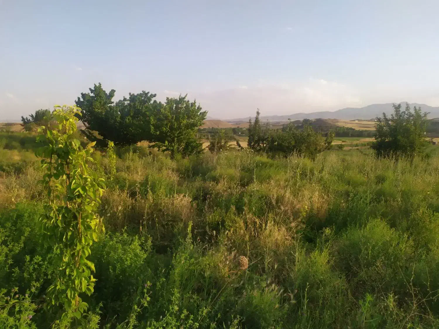 زمین کشاورزی با مجوز دام و طیور|فروش دفتر صنعتی، کشاورزی، تجاری|زنجانرود, |دیوار