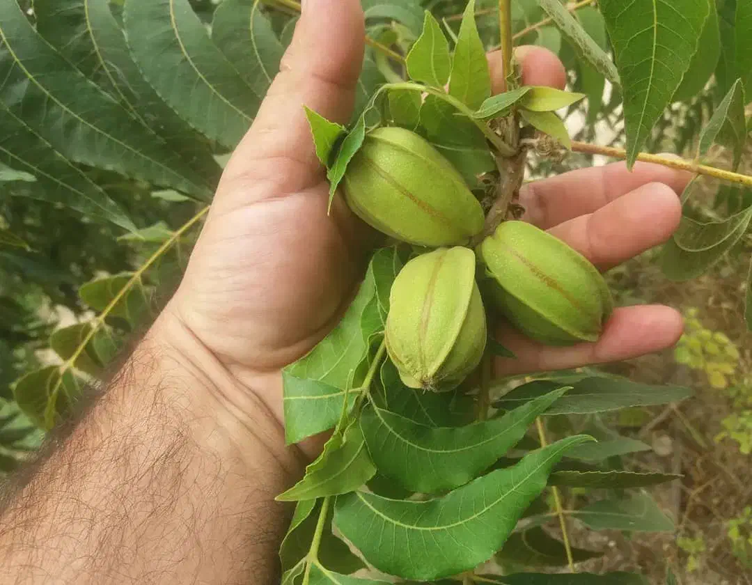 گردو پکان گرم سیری|گل و گیاه طبیعی|بکتاش, |دیوار