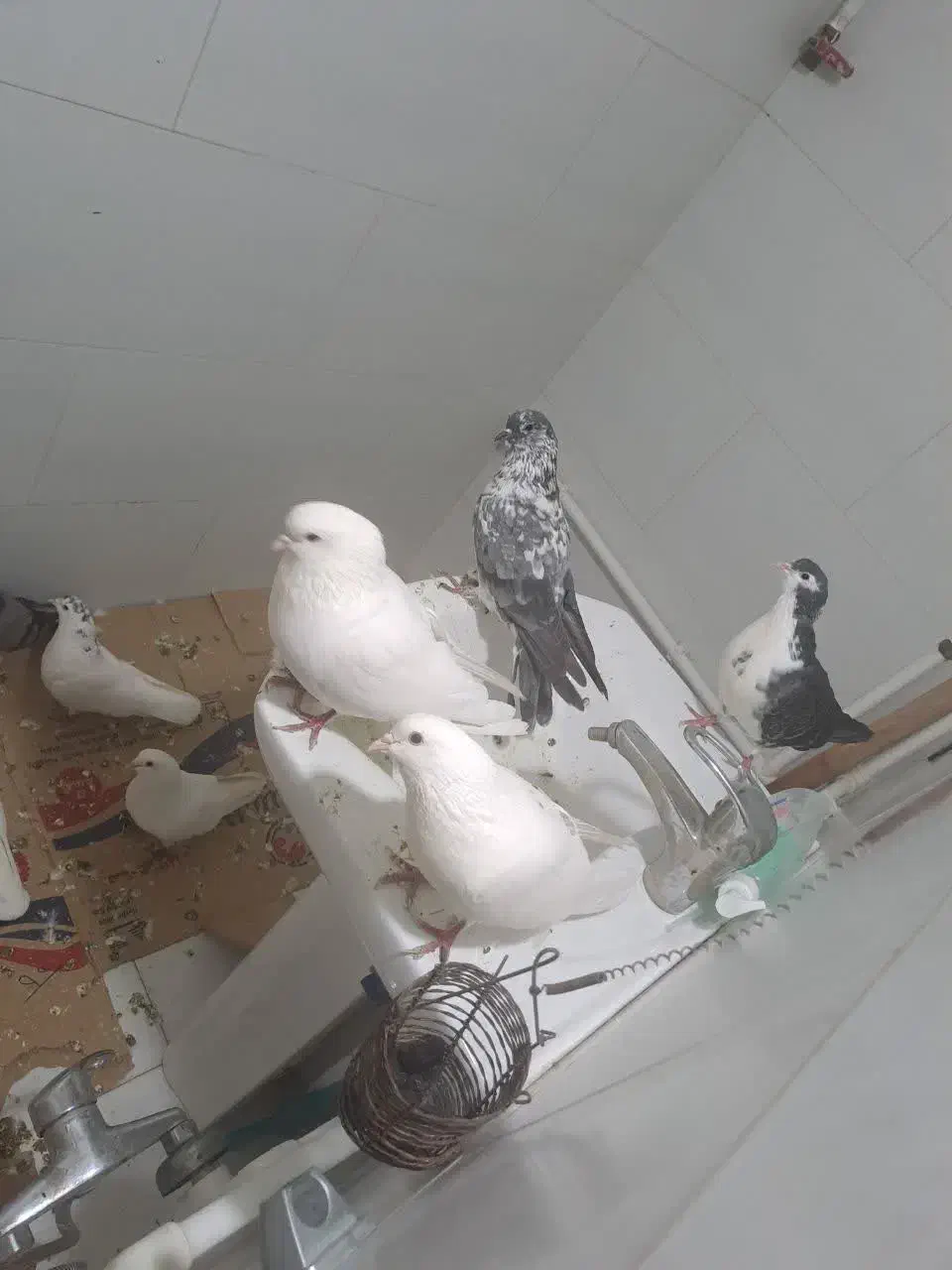 کفتر|پرنده|اصفهان, ارزنان|دیوار