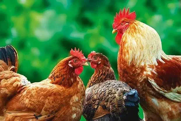 گوشت تازه طیور|خوردنی و آشامیدنی|کاشان, مزرعه نو|دیوار