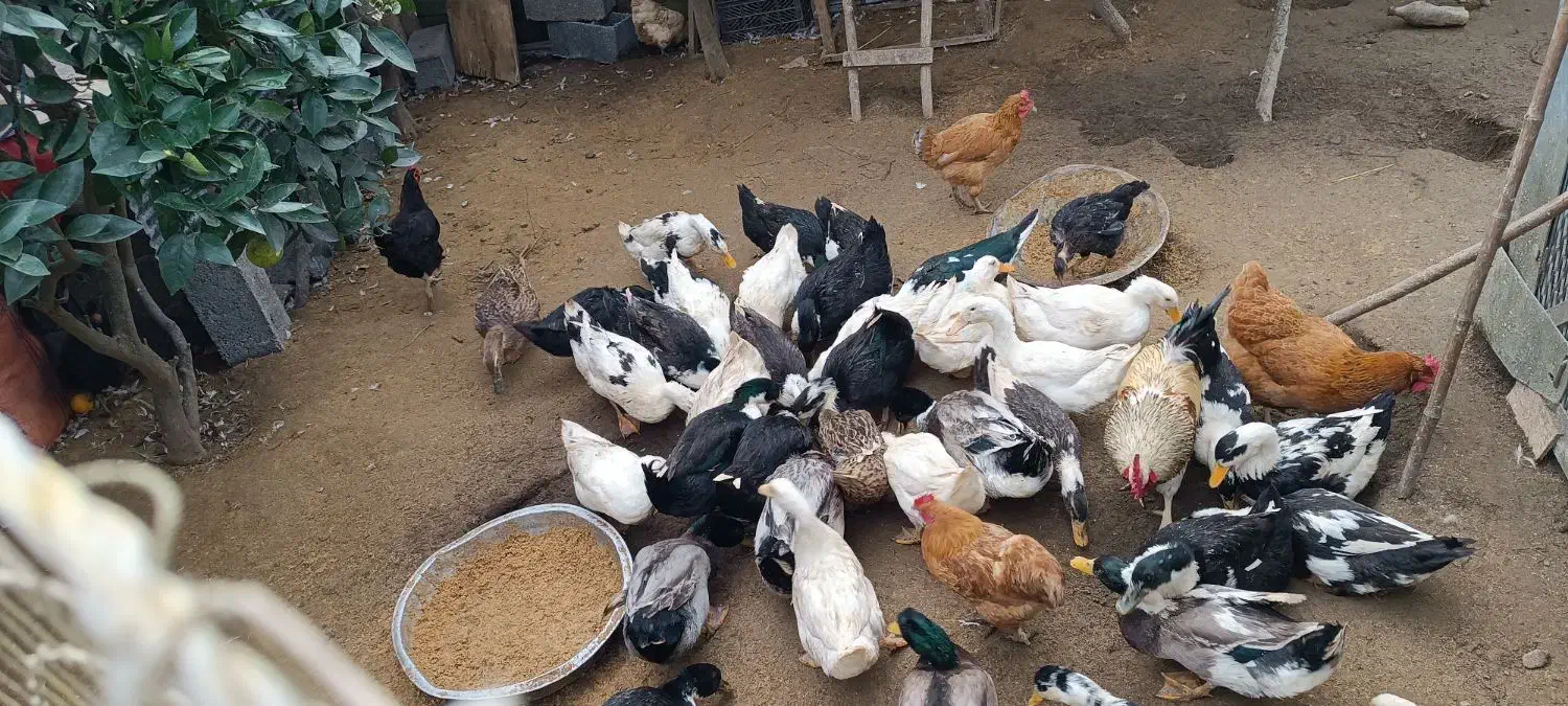 حیوانات مزرعه|حیوانات مزرعه|کیاشهر, |دیوار