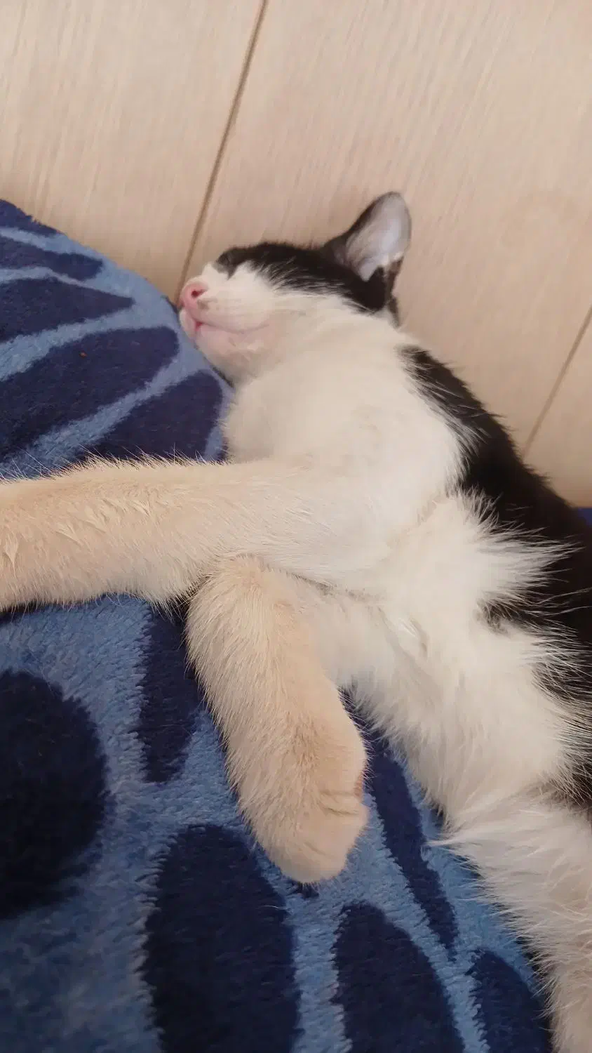 گربه واگذاری فوری|گربه|ارومیه, |دیوار