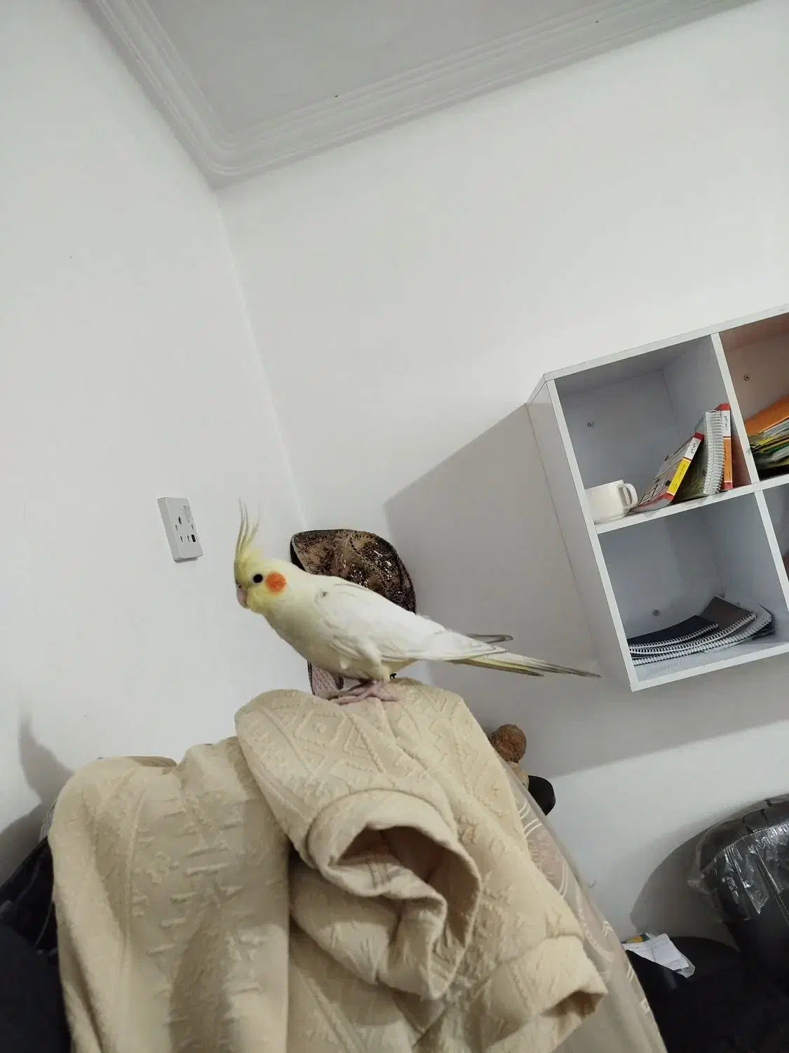 عروس هلندی|پرنده|دزفول, |دیوار