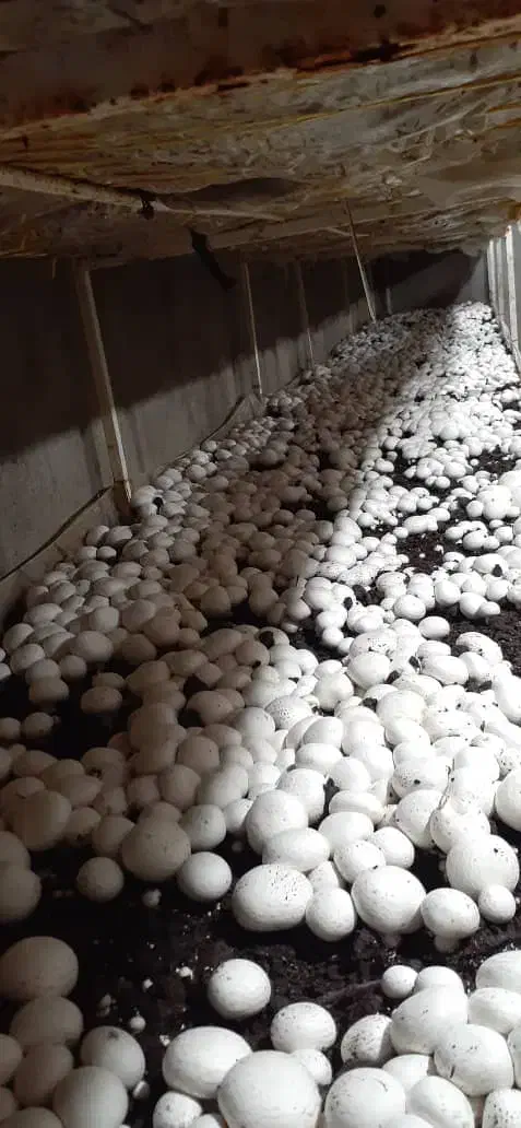 آموزش صفرتاصد پرورش قارچ|خدمات آموزشی|دزفول, |دیوار