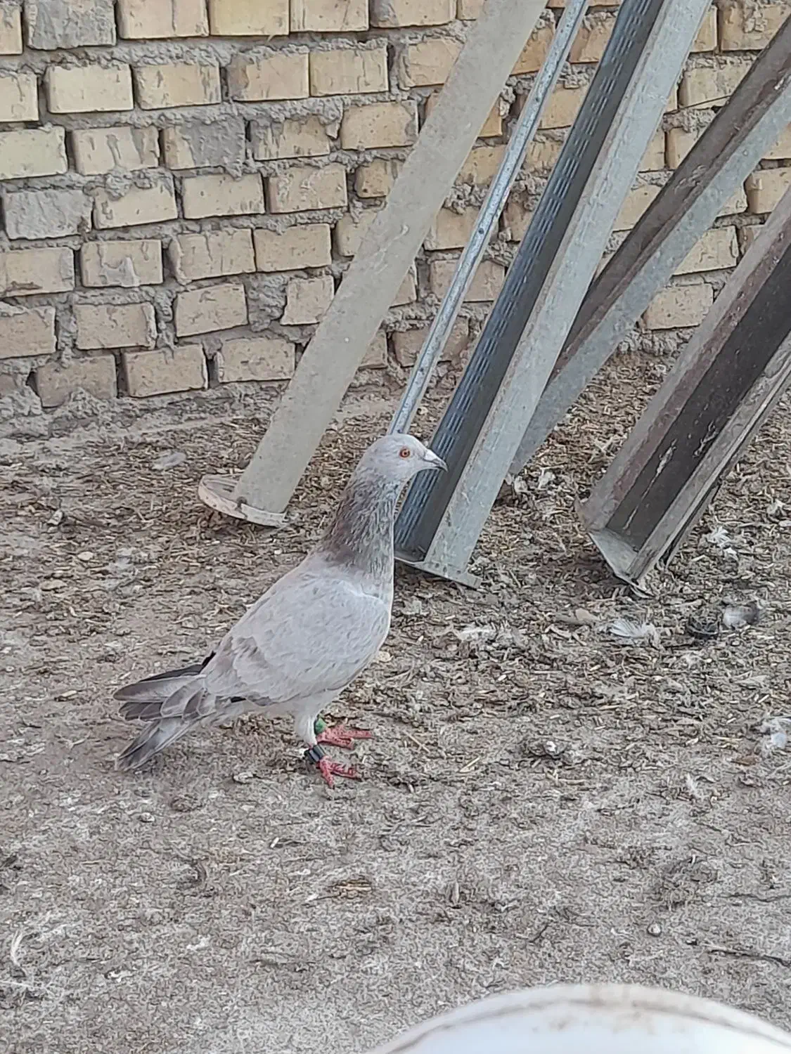 مسافتی گرفتنی|حیوانات|بندر ماهشهر, |دیوار