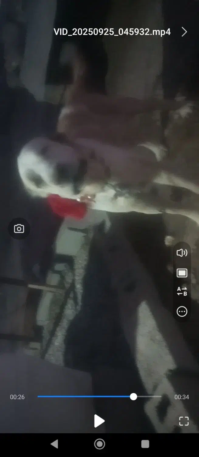 واگذاری سگ پژدر اراکی|سگ|نرماشیر, |دیوار