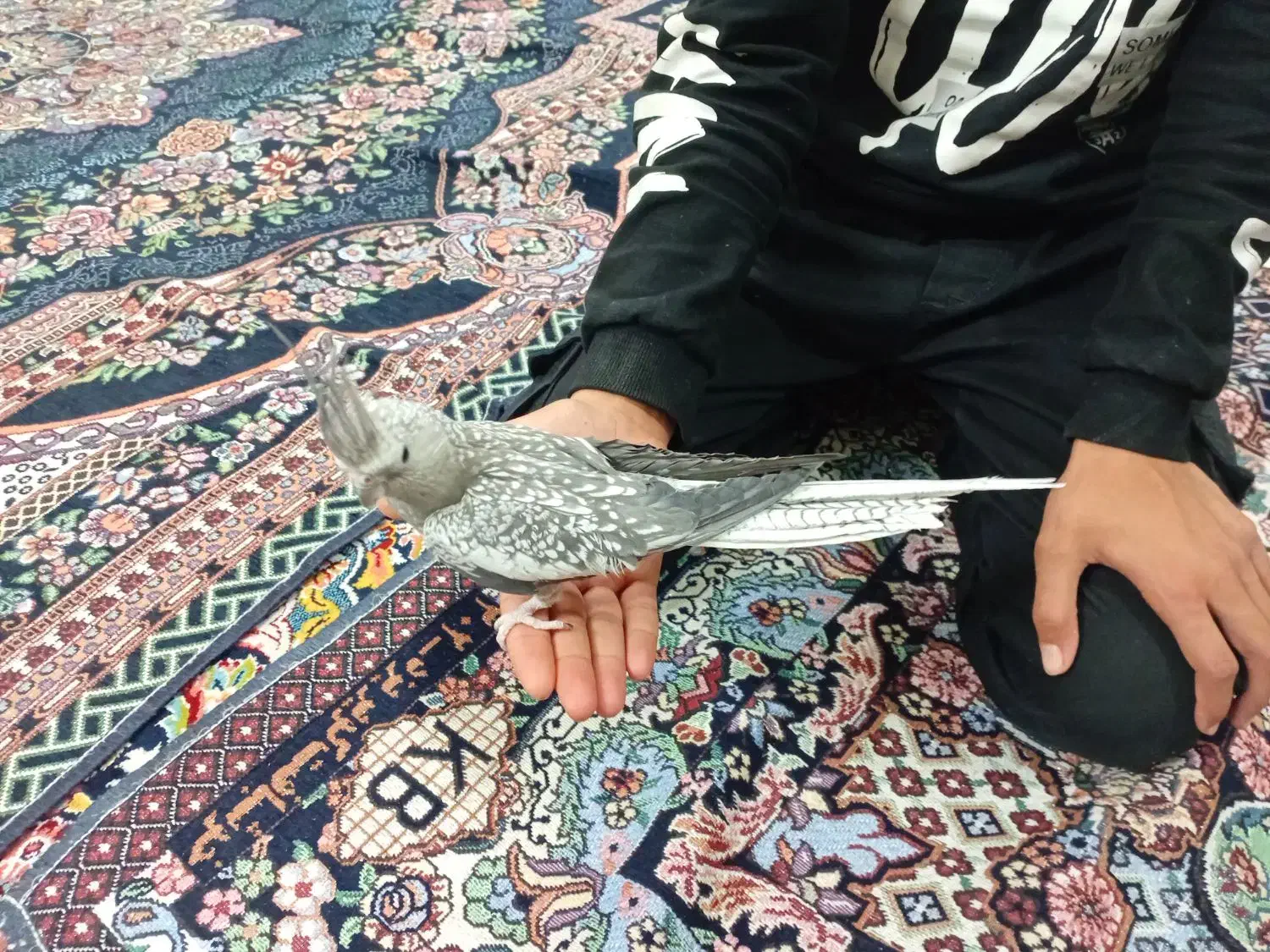 طوطی ماده آماده|پرنده|بروجرد, |دیوار