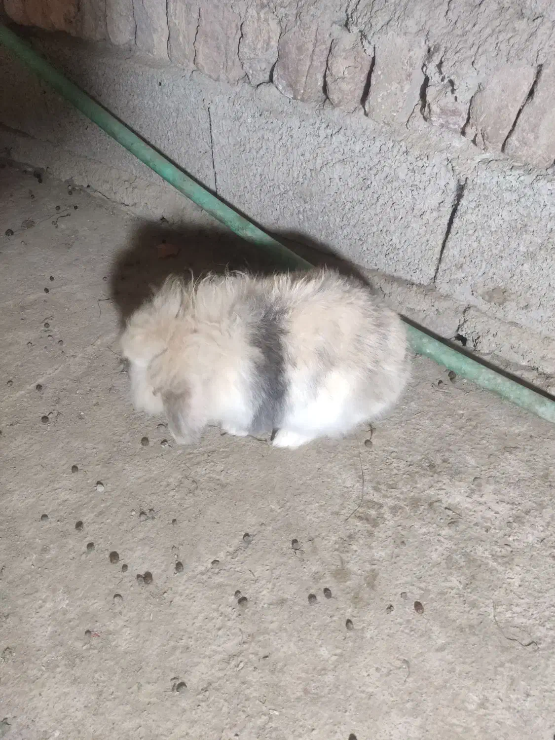 خرگوش لوپ|موش و خرگوش|سورک, |دیوار