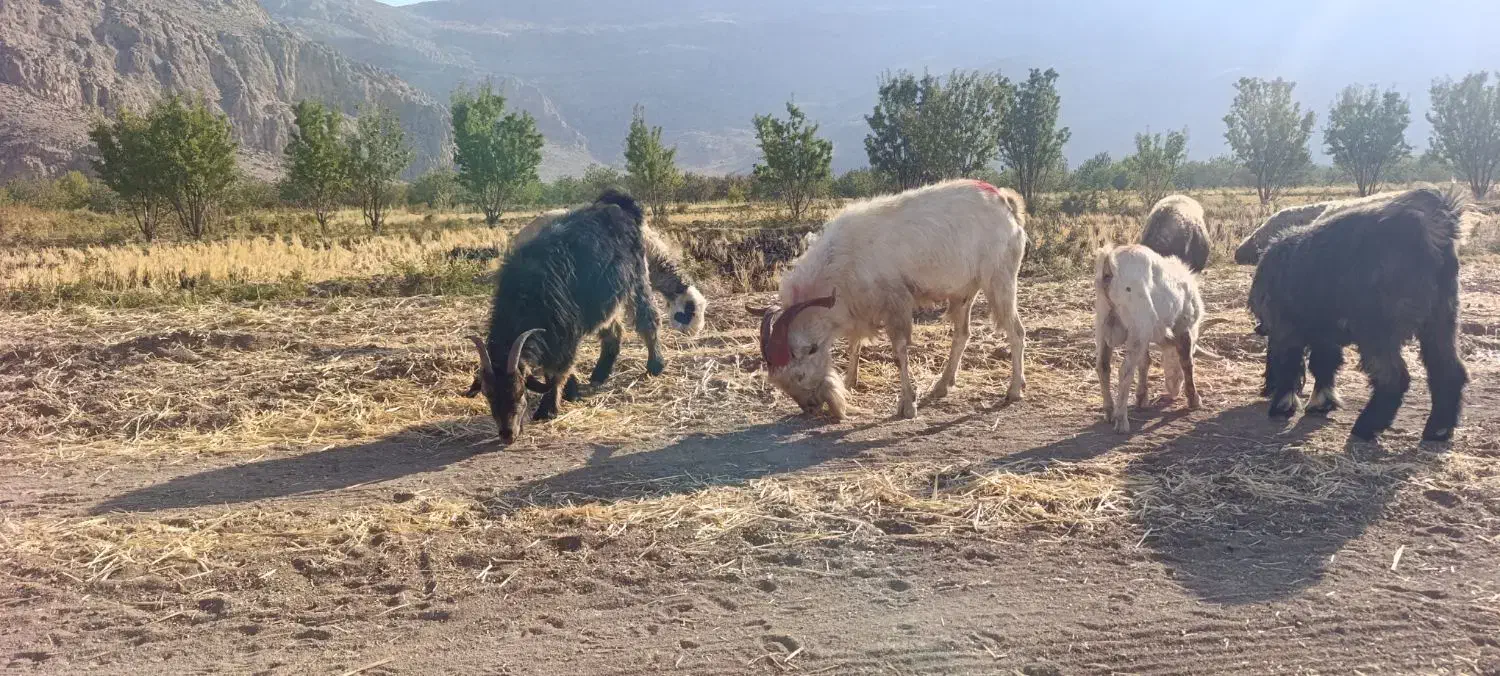 دوبر نر بز سانن|حیوانات مزرعه|فلارد, |دیوار