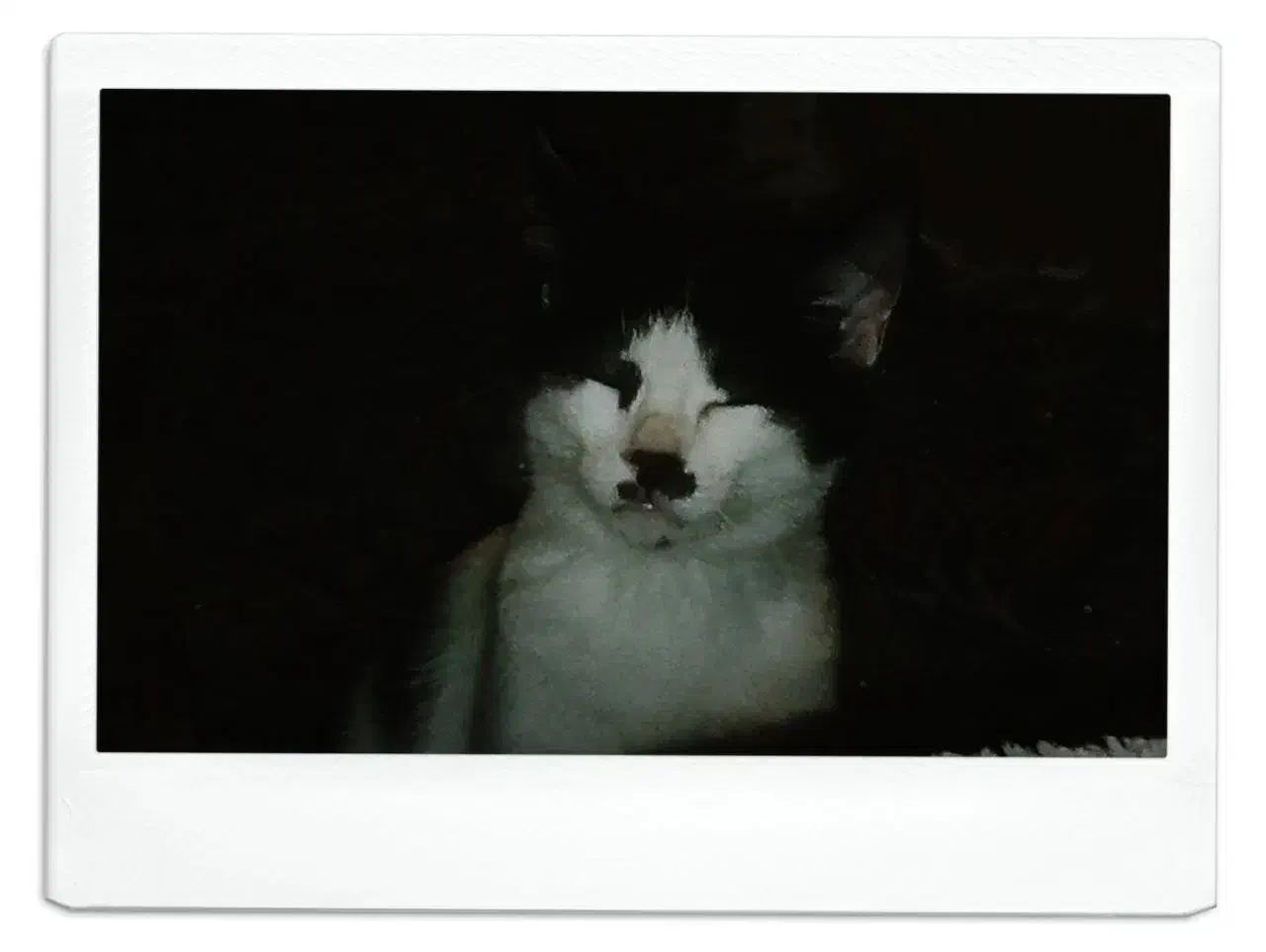 واگذاری فوری گربه قشنگم|گربه|مشکین‌دشت, |دیوار