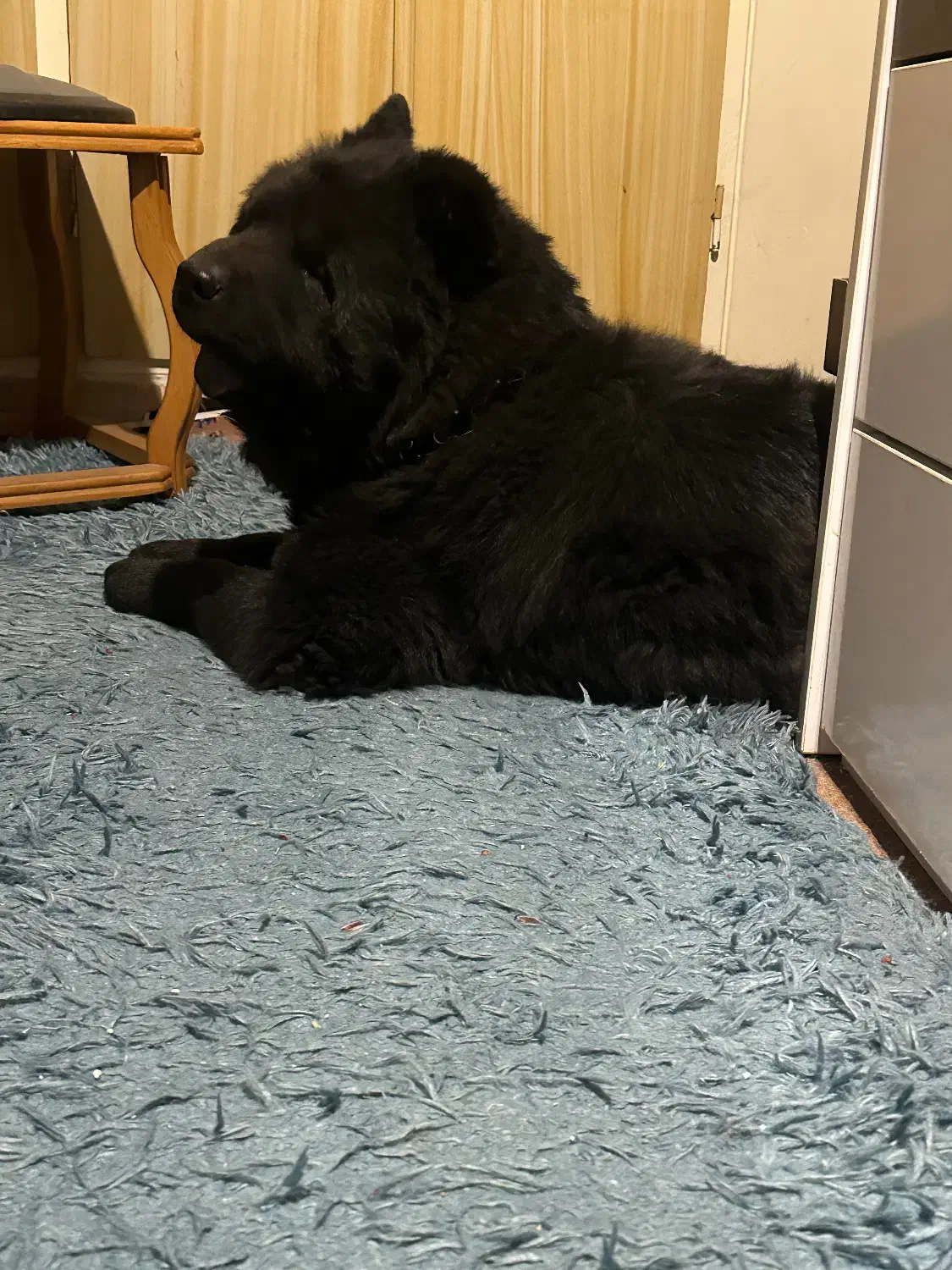 سگ چاو چاو|سگ|شیراز, قدوسی غربی|دیوار