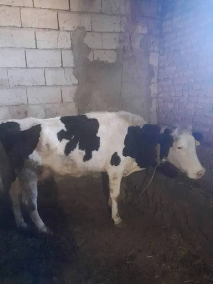 گاو شیری با گوساله ۲۰روزه|حیوانات مزرعه|ورزقان, |دیوار