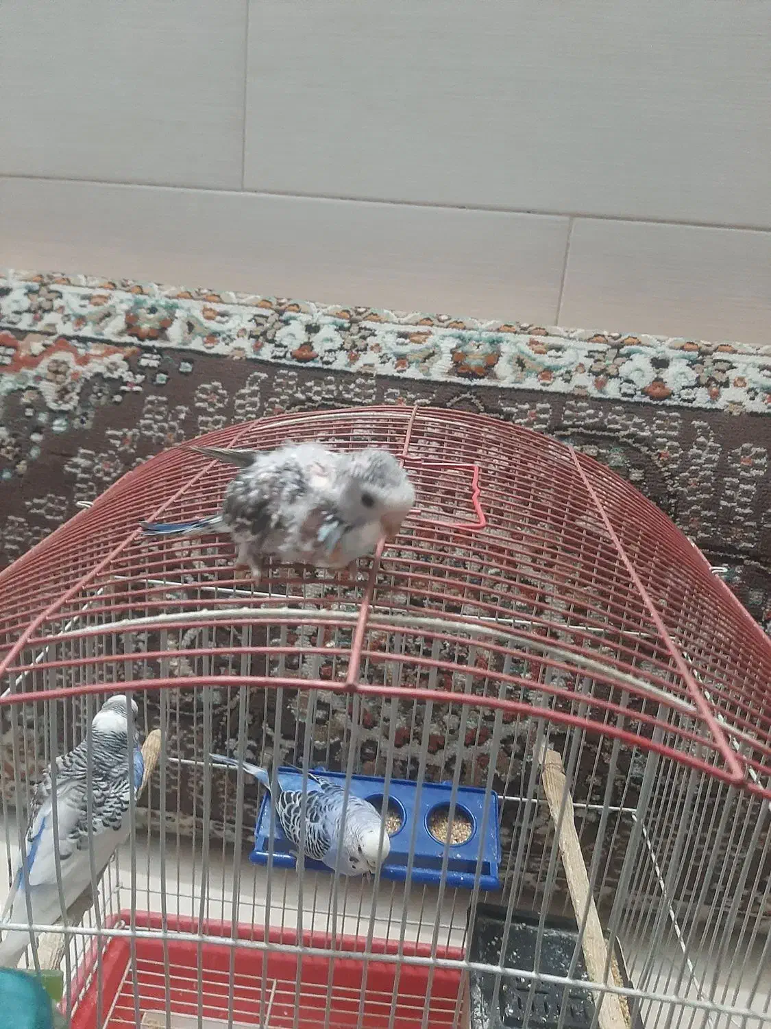 یک جفت مرغ عشق مولد ب همراه جوجشون|پرنده|پاکدشت, حصار امیر|دیوار