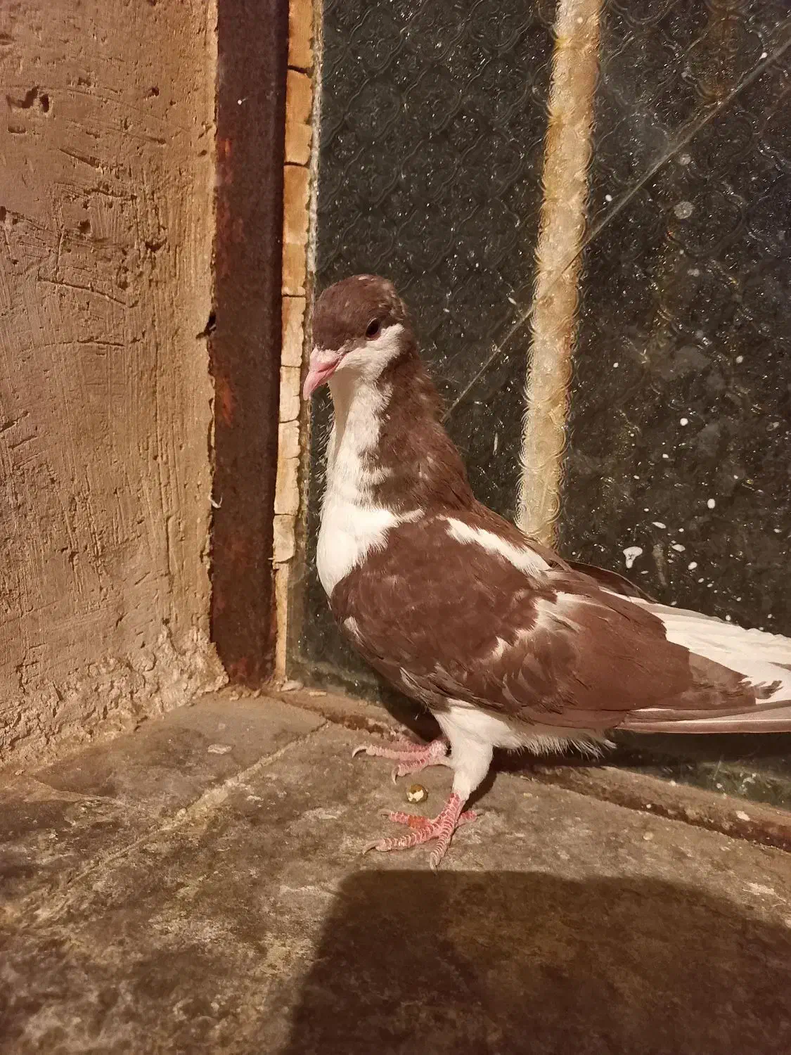 کبوتر شهری|پرنده|طسوج, |دیوار