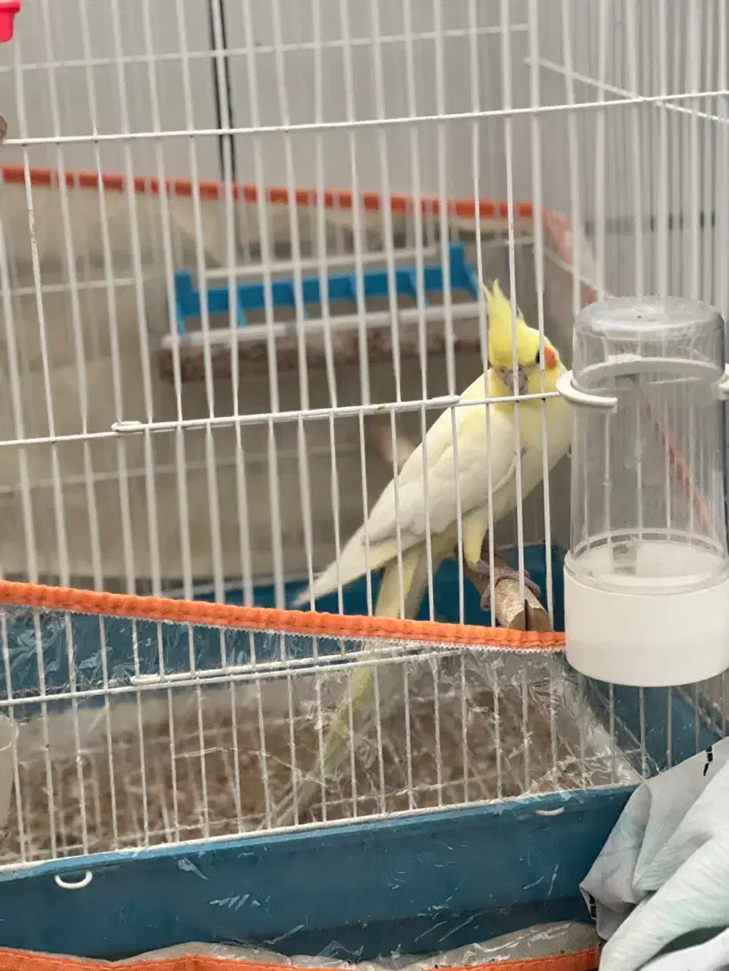 عروس هلندی|پرنده|کازرون, |دیوار