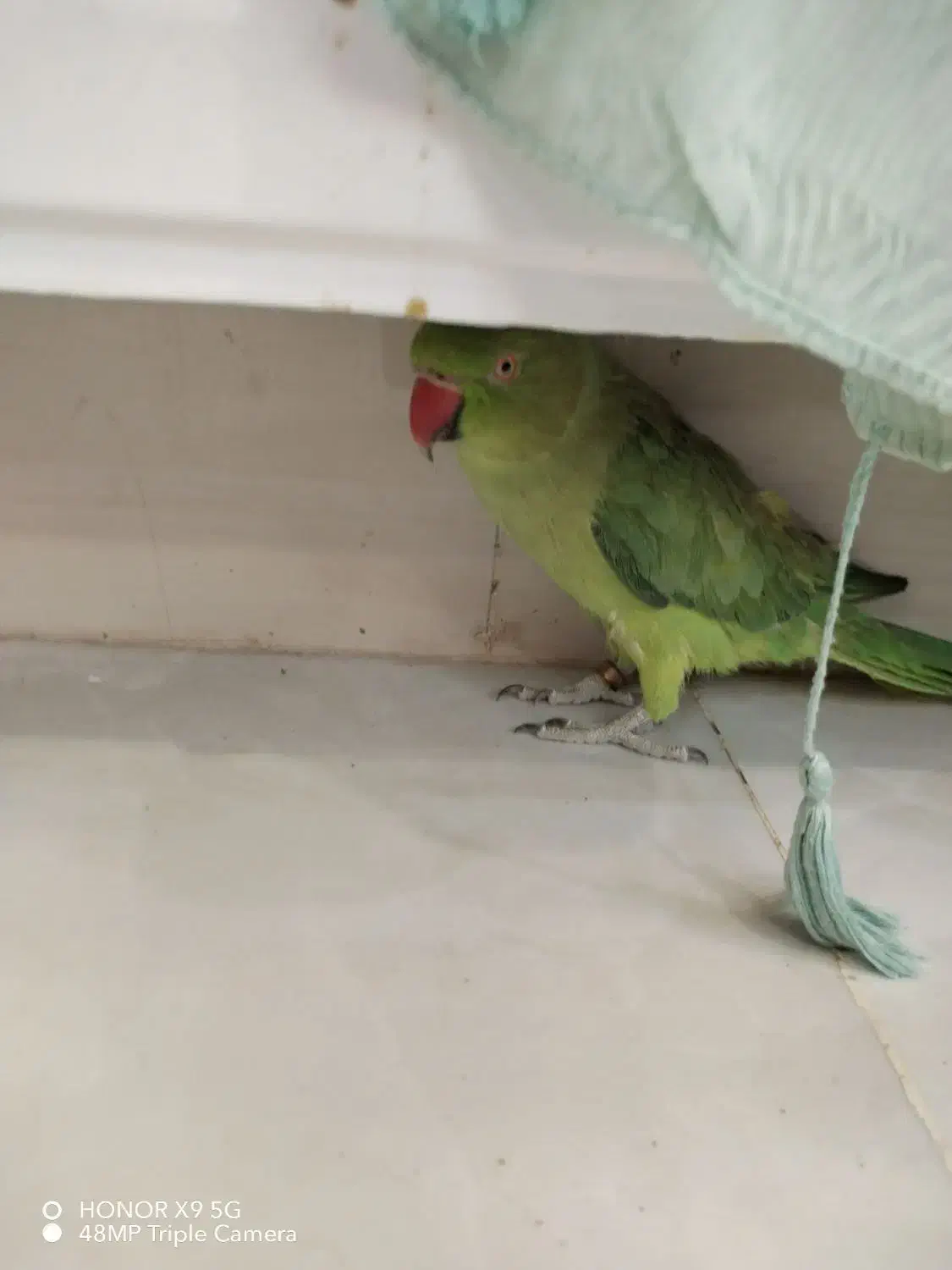 طوطی ملنگو|پرنده|سیرجان, |دیوار