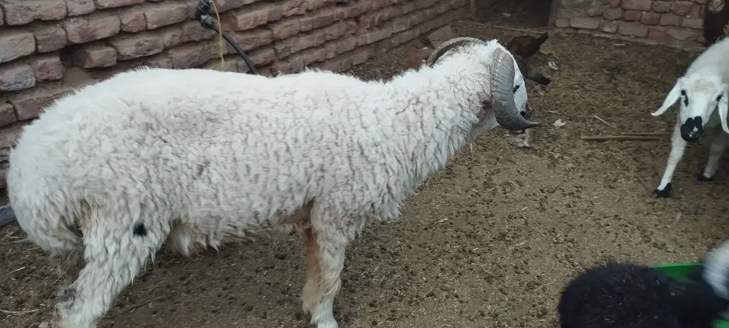 بره چاق|حیوانات مزرعه|بم, |دیوار