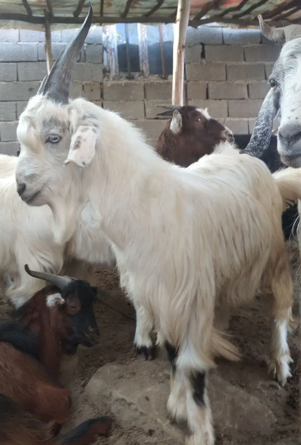نر چبش چاق شیر مست سه عدد|حیوانات مزرعه|فاضل آباد, |دیوار