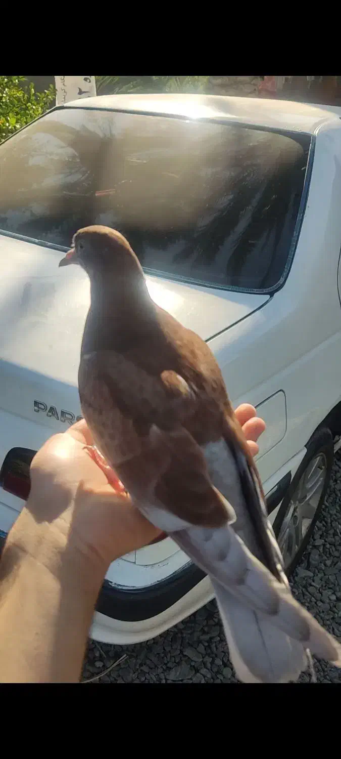 کبوتر|پرنده|کهنوج, |دیوار