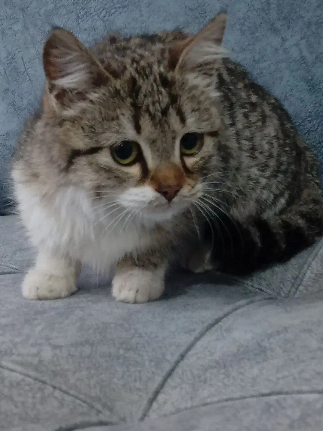 گربه ی ناز|گربه|ارومیه, |دیوار