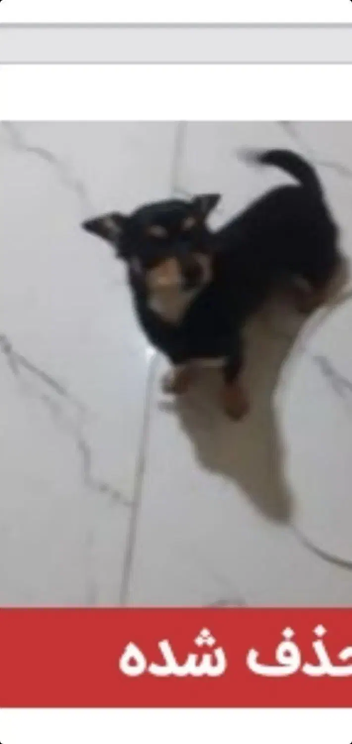 سگ گمشده نر نزاد دار|حیوانات|صحنه, |دیوار