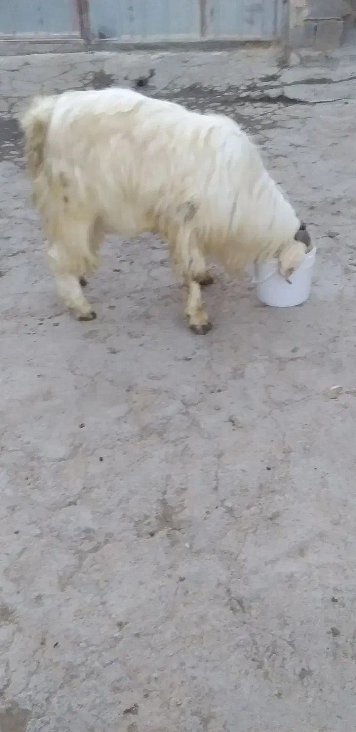 نربزدوقلوزا|حیوانات مزرعه|بجنورد, |دیوار