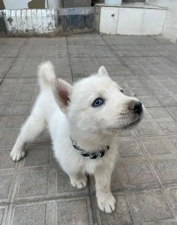 سگ هاسکی|سگ|فریمان, |دیوار