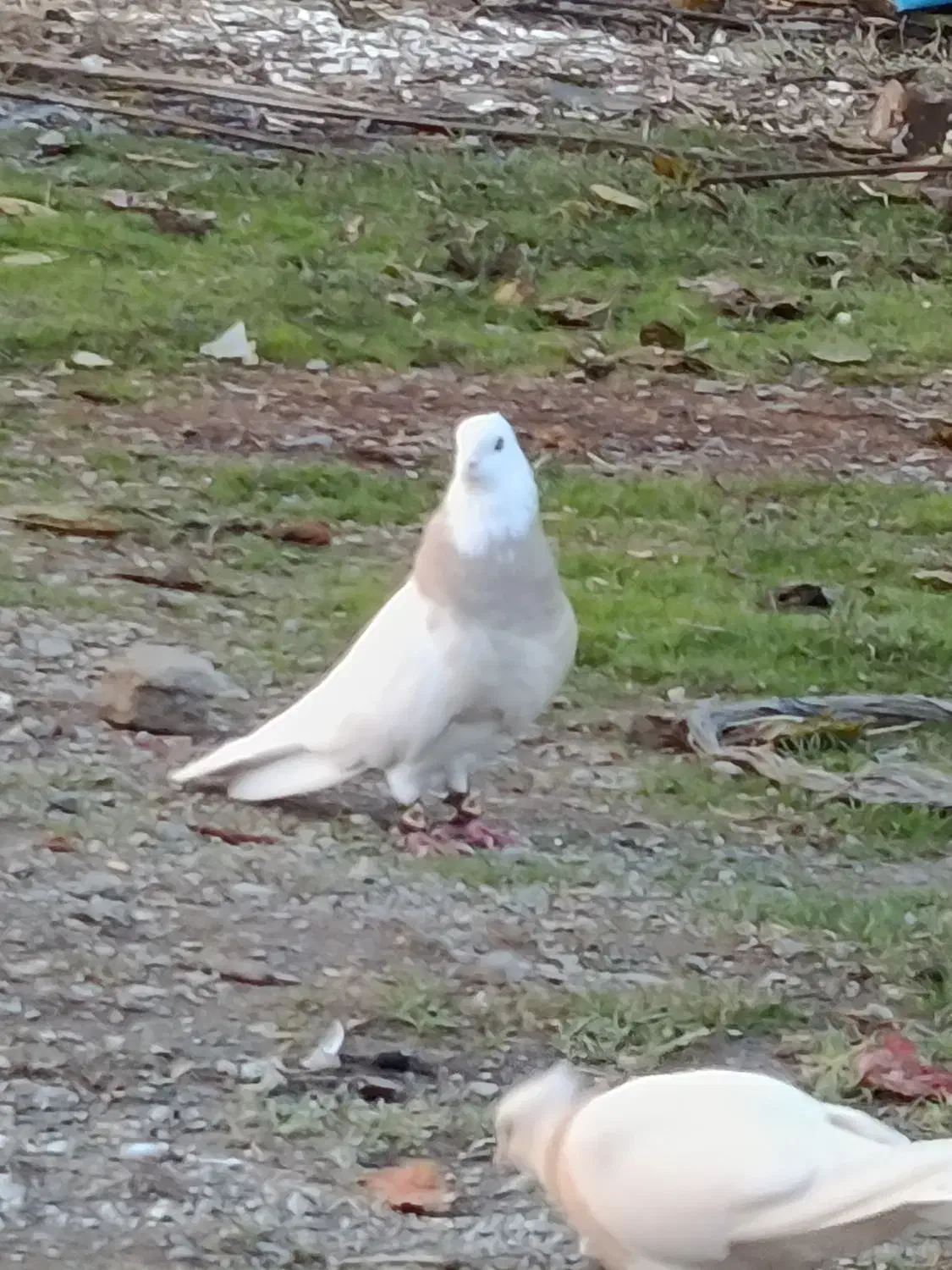 سه عدد طوقی|پرنده|بیلوار, |دیوار