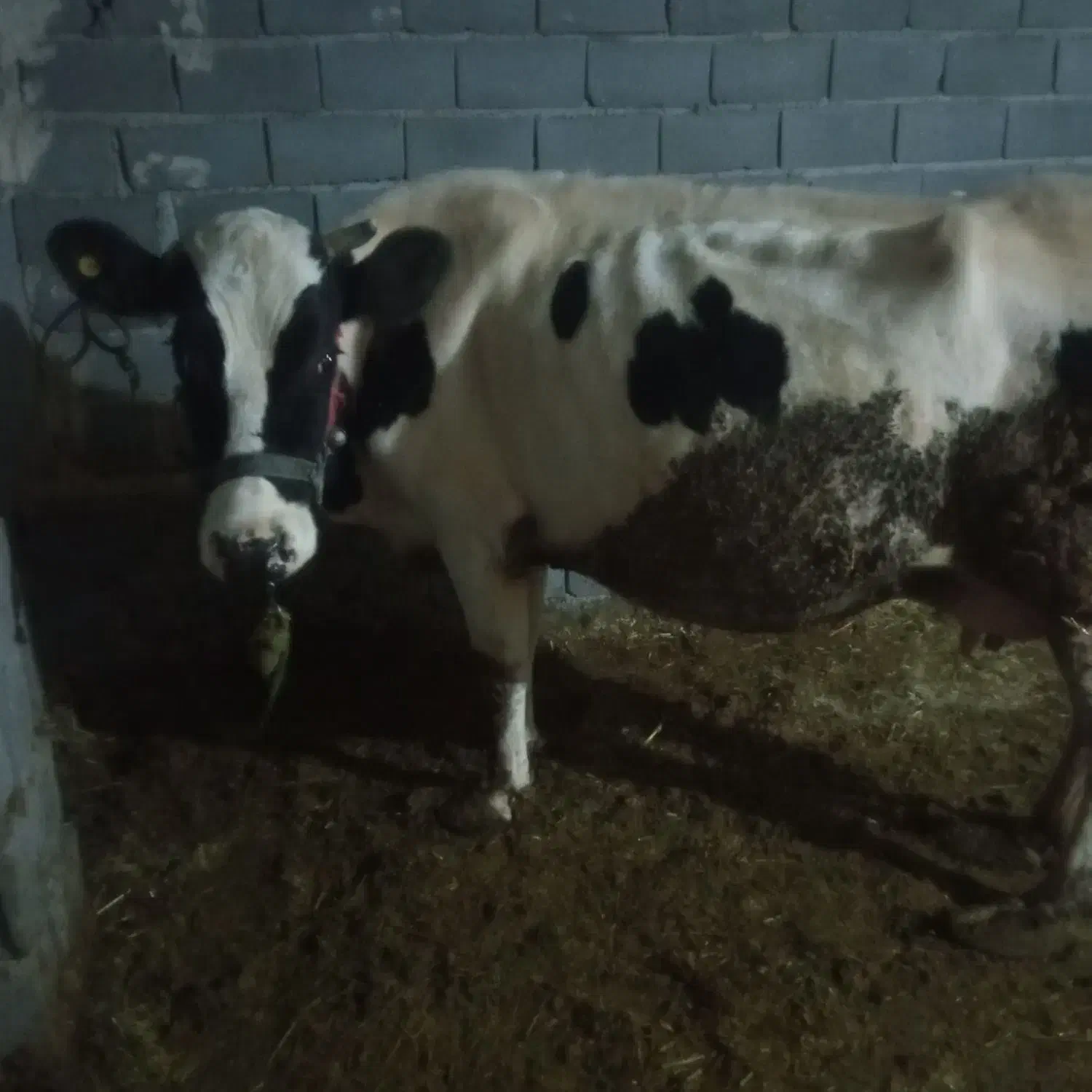 گاو|حیوانات مزرعه|فلارد, |دیوار