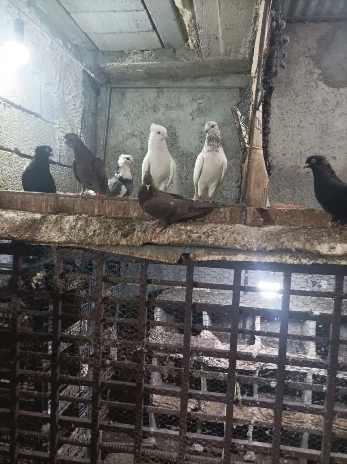 گردهمایی کبوتراصیل پرشی بوشهری|گردهمایی و همایش|بوشهر, |دیوار