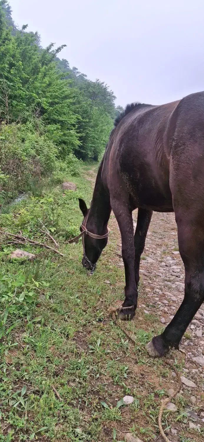 فروش اسب آرام و مطمئن. سالم و بدون بیماری|اسب و تجهیزات اسب‌سواری|علی‌آباد کتول, |دیوار