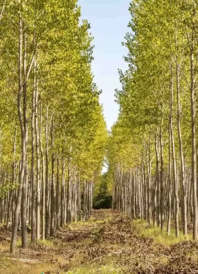 توزیع نهال کبوده دومتری اصلاح شده مقاوم|خدمات باغبانی و درختکاری|دوگنبدان, |دیوار