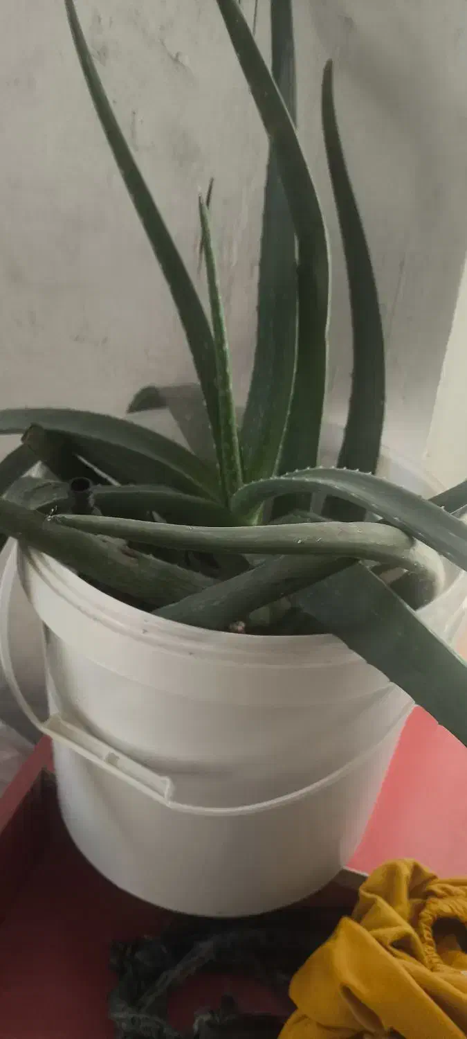 گل زیبا|گل و گیاه طبیعی|نورآباد, |دیوار