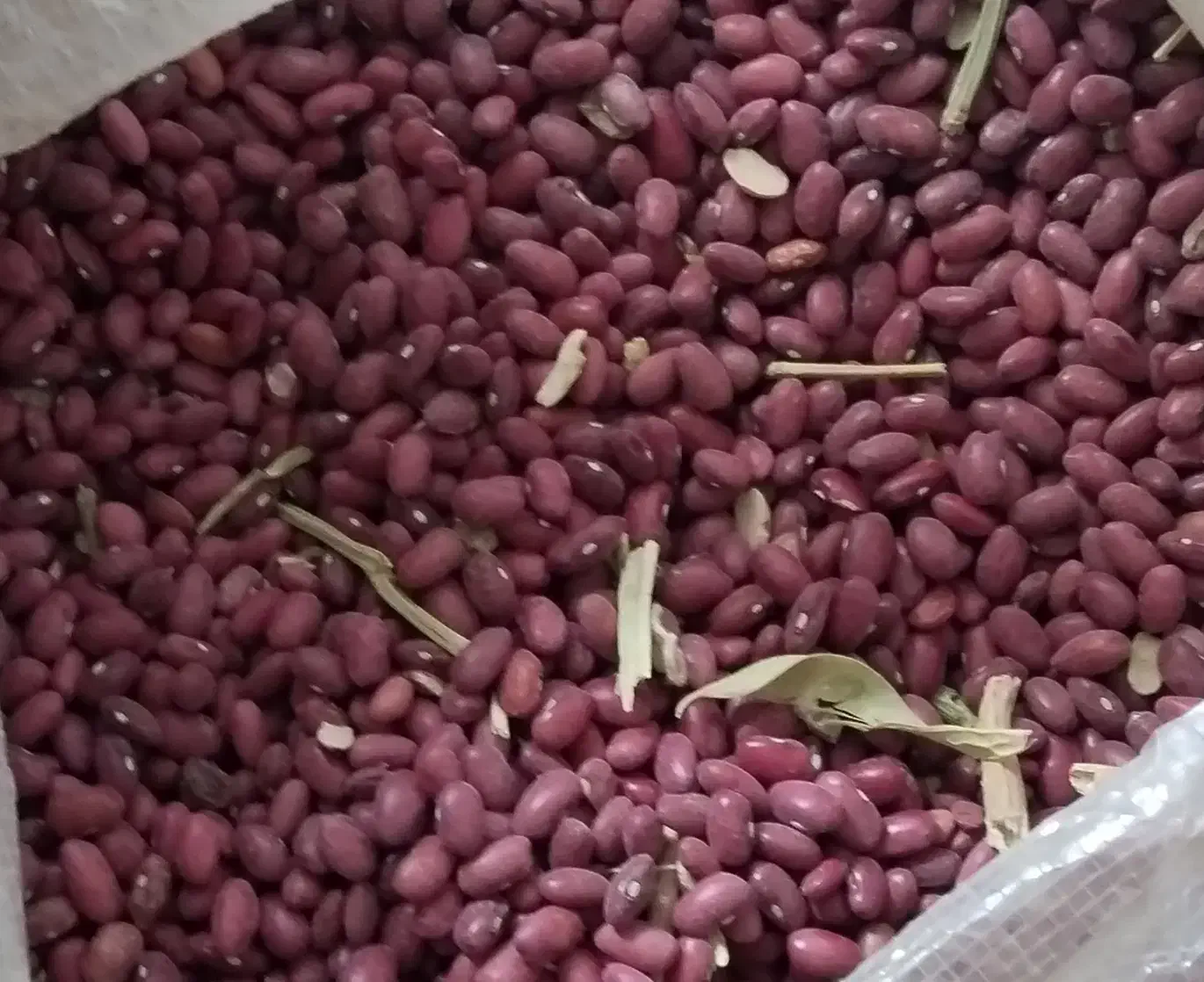 لوبیا بوجاری نشوده|عمدهفروشی|سجاس رود, |دیوار