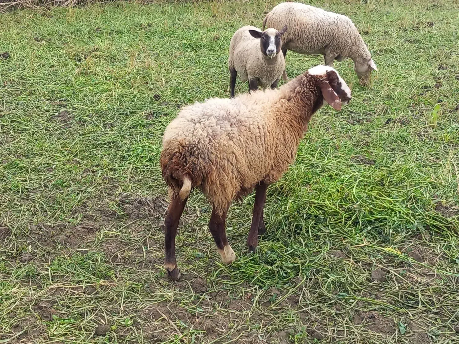 گوسفند آبستن وشیر کرده|حیوانات مزرعه|شیرگاه, |دیوار