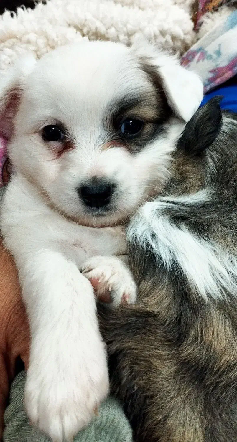 اشپیتز پامر|سگ|رشت, حومه رشت|دیوار