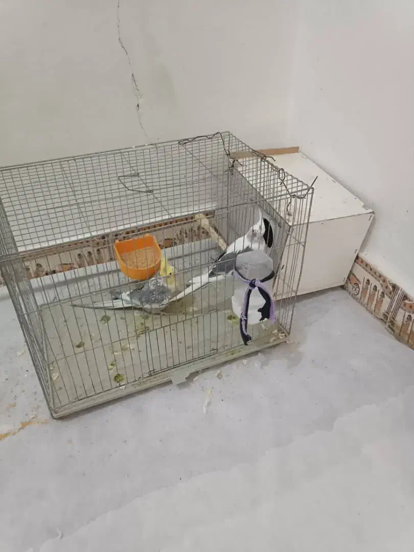 عروس هلندی سرحال|پرنده|هندیجان, |دیوار