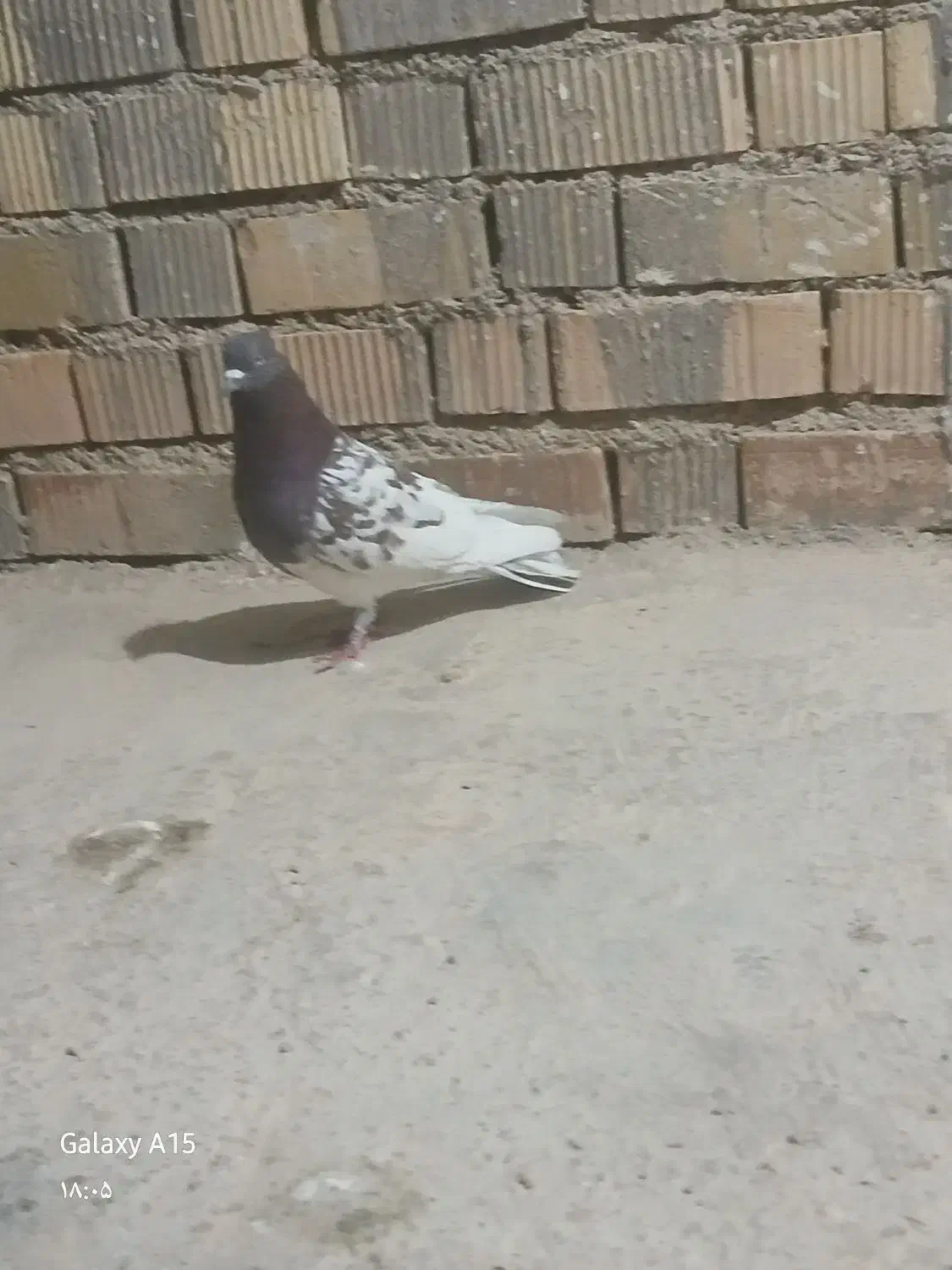 هوایی|پرنده|اصفهان, هزارجریب|دیوار