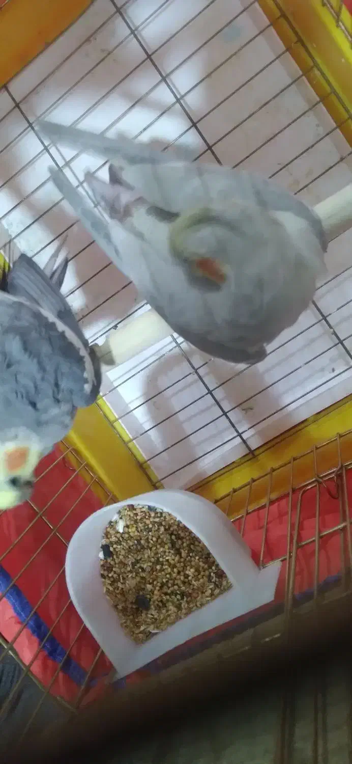 عروس هلندی|پرنده|اردبیل, |دیوار